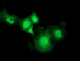 RASD2 Antibody - Anti-RASD2 mouse monoclonal antibody immunofluorescent staining of COS7 cells transiently transfected by pCMV6-ENTRY RASD2.