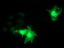 RASD2 Antibody - Anti-RASD2 mouse monoclonal antibody immunofluorescent staining of COS7 cells transiently transfected by pCMV6-ENTRY RASD2.