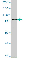 RASEF Antibody - RASEF monoclonal antibody (M01), clone 2D5 Western blot of RASEF expression in K-562.