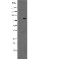 RASEF Antibody - Western blot analysis of RASEF expression in K562 cell lysates at 25ug/lane. The lane on the left is treated with the antigen-specific peptide.