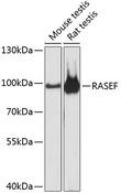 RASEF Antibody - Western blot analysis of extracts of various cell lines using RASEF Polyclonal Antibody at dilution of 1:3000.