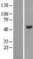 RASGEF1A Protein - Western validation with an anti-DDK antibody * L: Control HEK293 lysate R: Over-expression lysate