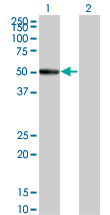 RASGEF1C Antibody - Western blot of RASGEF1C expression in transfected 293T cell line by RASGEF1C monoclonal antibody (M01), clone 3H8.