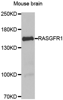 RASGRF1 / CDC25 Antibody - Western blot analysis of extract of Mouse brain.