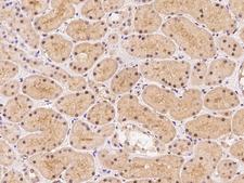 RASGRF1 / CDC25 Antibody - Immunochemical staining of human RASGRF1 in human kidney with rabbit polyclonal antibody at 1:500 dilution, formalin-fixed paraffin embedded sections.