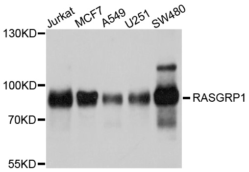 RASGRP1 / RASGRP Antibody - Western blot analysis of extracts of various cell lines, using RASGRP1 antibody at 1:1000 dilution. The secondary antibody used was an HRP Goat Anti-Rabbit IgG (H+L) at 1:10000 dilution. Lysates were loaded 25ug per lane and 3% nonfat dry milk in TBST was used for blocking. An ECL Kit was used for detection and the exposure time was 5s.