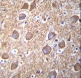 RASGRP2 Antibody - RASGRP2 Antibody immunohistochemistry of formalin-fixed and paraffin-embedded human brain tissue followed by peroxidase-conjugated secondary antibody and DAB staining.