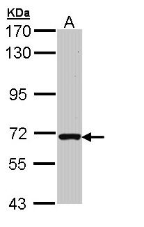 RASGRP2 Antibody - Sample (30 ug of whole cell lysate). A: Raji. 7.5% SDS PAGE. RASGRP2 antibody diluted at 1:1000. 