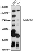 RASGRP2 Antibody - Western blot analysis of extracts of various cell lines, using RASGRP2 antibody at 1:1000 dilution. The secondary antibody used was an HRP Goat Anti-Rabbit IgG (H+L) at 1:10000 dilution. Lysates were loaded 25ug per lane and 3% nonfat dry milk in TBST was used for blocking. An ECL Kit was used for detection and the exposure time was 30s.