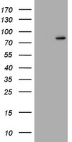 RASGRP3 / GRP3 Antibody - HEK293T cells were transfected with the pCMV6-ENTRY control (Left lane) or pCMV6-ENTRY RASGRP3 (Right lane) cDNA for 48 hrs and lysed. Equivalent amounts of cell lysates (5 ug per lane) were separated by SDS-PAGE and immunoblotted with anti-RASGRP3.