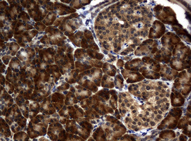 RASGRP3 / GRP3 Antibody - IHC of paraffin-embedded Human pancreas tissue using anti-RASGRP3 mouse monoclonal antibody. (Heat-induced epitope retrieval by 10mM citric buffer, pH6.0, 120°C for 3min).