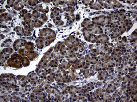 RASGRP3 / GRP3 Antibody - IHC of paraffin-embedded Human pancreas tissue using anti-RASGRP3 mouse monoclonal antibody.