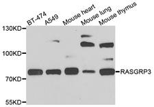 RASGRP3 / GRP3 Antibody - Western blot analysis of extracts of various cells.