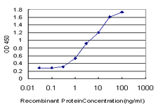 RASGRP4 Antibody - Detection limit for recombinant GST tagged RASGRP4 is approximately 0.3 ng/ml as a capture antibody.