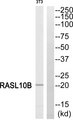 RASL10B Antibody - Western blot of extracts from 3T3 cells, using RASL10B antibody.