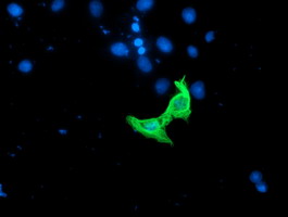 RASSF1 / RASSF1A Antibody - Anti-RASSF1 mouse monoclonal antibody immunofluorescent staining of COS7 cells transiently transfected by pCMV6-ENTRY RASSF1.