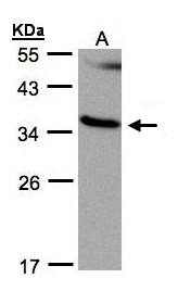 RASSF1 / RASSF1A Antibody - Sample (30 ug whole cell lysate). A:293T. 12% SDS PAGE. RASSF1 / RASSF1A antibody diluted at 1:500