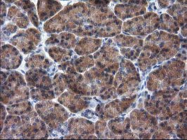 RASSF1 / RASSF1A Antibody - IHC of paraffin-embedded Human pancreas tissue using anti-RASSF1 mouse monoclonal antibody. (Heat-induced epitope retrieval by 10mM citric buffer, pH6.0, 100C for 10min).