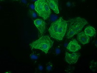 RASSF1 / RASSF1A Antibody - Anti-RASSF1 mouse monoclonal antibody immunofluorescent staining of COS7 cells transiently transfected by pCMV6-ENTRY RASSF1.