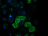 RASSF1 / RASSF1A Antibody - Anti-RASSF1 mouse monoclonal antibody immunofluorescent staining of COS7 cells transiently transfected by pCMV6-ENTRY RASSF1.