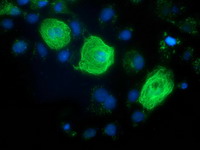 RASSF1 / RASSF1A Antibody - Anti-RASSF1 mouse monoclonal antibody immunofluorescent staining of COS7 cells transiently transfected by pCMV6-ENTRY RASSF1.