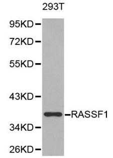 RASSF1 / RASSF1A Antibody - Western blot of RASSF1 pAb in extracts from 293T cells.