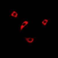 RASSF1 / RASSF1A Antibody - Immunofluorescent analysis of RASSF1 staining in HeLa cells. Formalin-fixed cells were permeabilized with 0.1% Triton X-100 in TBS for 5-10 minutes and blocked with 3% BSA-PBS for 30 minutes at room temperature. Cells were probed with the primary antibody in 3% BSA-PBS and incubated overnight at 4 deg C in a humidified chamber. Cells were washed with PBST and incubated with a DyLight 594-conjugated secondary antibody (red) in PBS at room temperature in the dark.