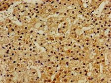 RASSF1 / RASSF1A Antibody - Immunohistochemistry image of paraffin-embedded human adrenal gland tissue at a dilution of 1:100