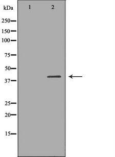 RASSF1 / RASSF1A Antibody - Western blot analysis of 293T lysate using RASSF1 antibody. The lane on the left is treated with the antigen-specific peptide.