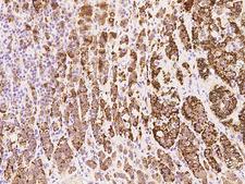 RASSF1 / RASSF1A Antibody - Immunochemical staining of human RASSF1 in human adrenal gland with rabbit polyclonal antibody at 1:100 dilution, formalin-fixed paraffin embedded sections.