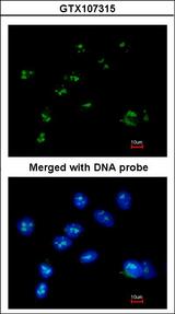 RASSF2 Antibody - Immunofluorescence of paraformaldehyde-fixed A549 using RASSF2 antibody at 1:200 dilution.