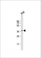 RASSF2 Antibody - Anti-RASSF2 Antibody at 1:2000 dilution + Raji whole cell lysate Lysates/proteins at 20 ug per lane. Secondary Goat Anti-mouse IgG, (H+L), Peroxidase conjugated at 1:10000 dilution. Predicted band size: 38 kDa. Blocking/Dilution buffer: 5% NFDM/TBST.