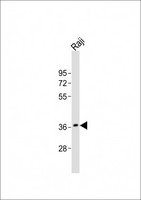RASSF2 Antibody - Anti-RASSF2 Antibody (N-Term)at 1:2000 dilution + Raji whole cell lysates Lysates/proteins at 20 ug per lane. Secondary Goat Anti-Rabbit IgG, (H+L), Peroxidase conjugated at 1:10000 dilution. Predicted band size: 38 kDa. Blocking/Dilution buffer: 5% NFDM/TBST.