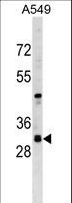 RASSF3 Antibody - RASSF3 Antibody western blot of A549 cell line lysates (35 ug/lane). The RASSF3 antibody detected the RASSF3 protein (arrow).