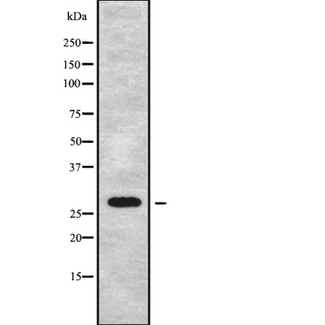 RASSF3 Antibody - Western blot analysis of RASSF3 using RAW264.7 whole cells lysates