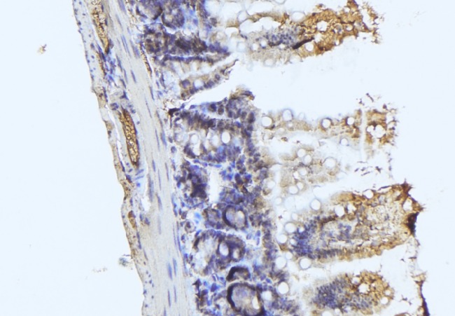 RASSF3 Antibody - 1:100 staining mouse colon tissue by IHC-P. The sample was formaldehyde fixed and a heat mediated antigen retrieval step in citrate buffer was performed. The sample was then blocked and incubated with the antibody for 1.5 hours at 22°C. An HRP conjugated goat anti-rabbit antibody was used as the secondary.