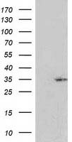 RASSF5 / RAPL Antibody - HEK293T cells were transfected with the pCMV6-ENTRY control (Left lane) or pCMV6-ENTRY RASSF5 (Right lane) cDNA for 48 hrs and lysed. Equivalent amounts of cell lysates (5 ug per lane) were separated by SDS-PAGE and immunoblotted with anti-RASSF5.