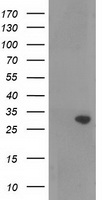 RASSF5 / RAPL Antibody - HEK293T cells were transfected with the pCMV6-ENTRY control (Left lane) or pCMV6-ENTRY RASSF5 (Right lane) cDNA for 48 hrs and lysed. Equivalent amounts of cell lysates (5 ug per lane) were separated by SDS-PAGE and immunoblotted with anti-RASSF5.