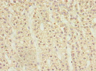 RASSF5 / RAPL Antibody - Immunohistochemistry of paraffin-embedded human adrenal gland tissue at dilution 1:100