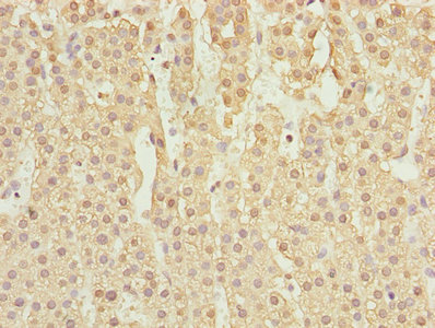 RASSF5 / RAPL Antibody - Immunohistochemistry of paraffin-embedded human adrenal gland tissue using RASSF5 Antibody at dilution of 1:100