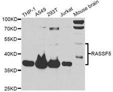 RASSF5 / RAPL Antibody - Western blot analysis of extracts of various cell lines, using RASSF5 antibody at 1:1000 dilution. The secondary antibody used was an HRP Goat Anti-Rabbit IgG (H+L) at 1:10000 dilution. Lysates were loaded 25ug per lane and 3% nonfat dry milk in TBST was used for blocking. An ECL Kit was used for detection and the exposure time was 30s.