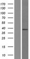 RASSF5 / RAPL Protein - Western validation with an anti-DDK antibody * L: Control HEK293 lysate R: Over-expression lysate