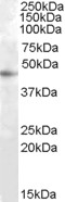 RASSF6 Antibody - Antibody (1 ug/ml) staining of HepG2 cell lysate (35 ug protein in RIPA buffer). Primary incubation was 1 hour. Detected by chemiluminescence.
