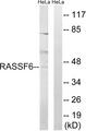 RASSF6 Antibody - Western blot analysis of extracts from HeLa cells, using RASSF6 antibody.