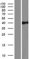 RASSF6 Protein - Western validation with an anti-DDK antibody * L: Control HEK293 lysate R: Over-expression lysate