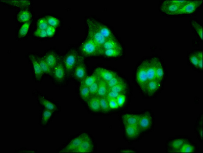 RASSF7 Antibody - Immunofluorescence staining of HepG2 cells at a dilution of 1:133, counter-stained with DAPI. The cells were fixed in 4% formaldehyde, permeabilized using 0.2% Triton X-100 and blocked in 10% normal Goat Serum. The cells were then incubated with the antibody overnight at 4 °C.The secondary antibody was Alexa Fluor 488-congugated AffiniPure Goat Anti-Rabbit IgG (H+L) .