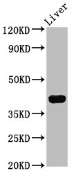 RASSF7 Antibody - Positive Western Blot detected in Mouse liver tissue. All lanes: RASSF7 antibody at 4.3 µg/ml Secondary Goat polyclonal to rabbit IgG at 1/50000 dilution. Predicted band size: 40, 37, 35 KDa. Observed band size: 40 KDa