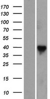 RASSF7 Protein - Western validation with an anti-DDK antibody * L: Control HEK293 lysate R: Over-expression lysate