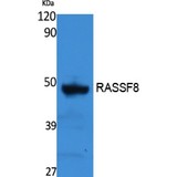 RASSF8 Antibody - Western blot of RASSF8 antibody
