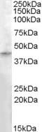 RASSF8 Antibody - Antibody (0.3 ug/ml) staining of Human Testis lysate (35 ug protein in RIPA buffer). Primary incubation was 1 hour. Detected by chemiluminescence.
